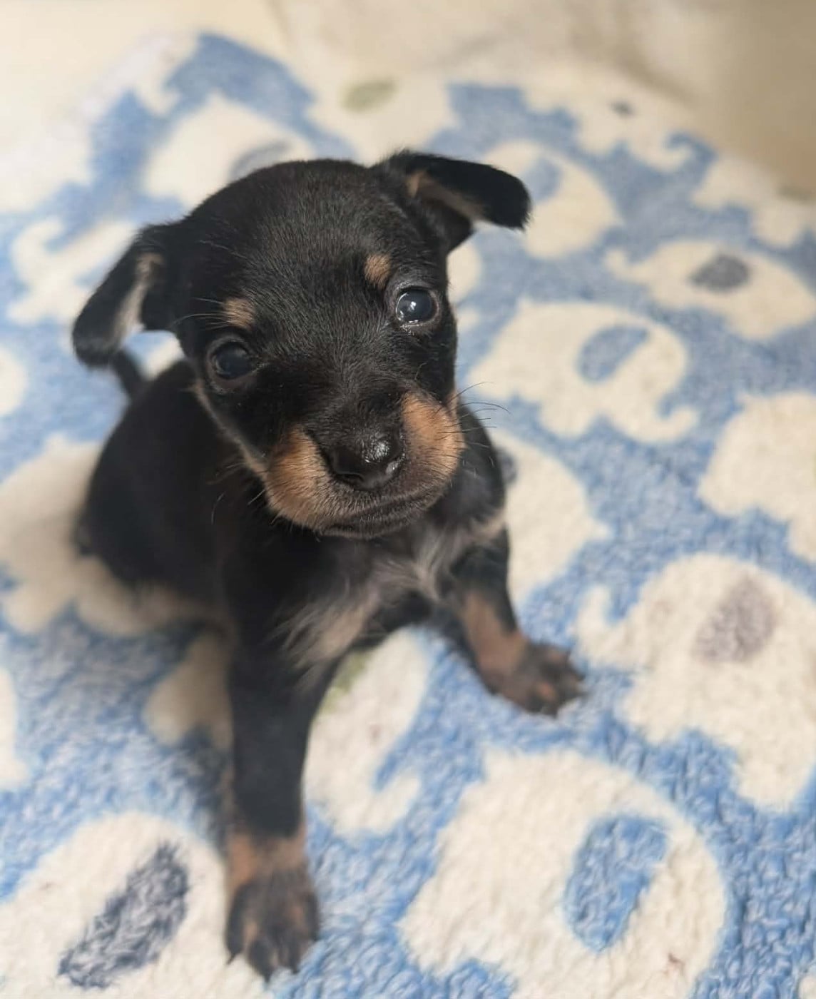 Chiot N°2