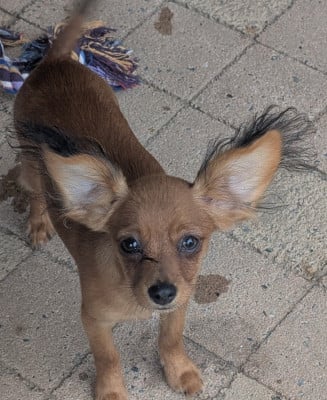 Les chiots de Russkiy Toy (Petit Chien Russe)