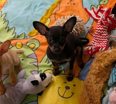 Les chiots de Russkiy Toy (Petit Chien Russe)