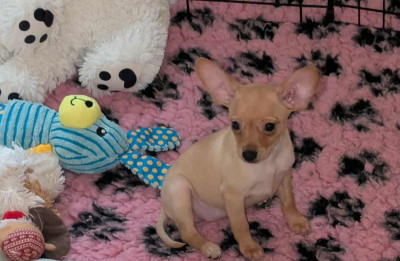 Les chiots de Russkiy Toy (Petit Chien Russe)