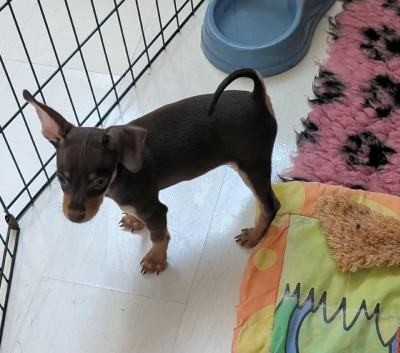 Les chiots de Russkiy Toy (Petit Chien Russe)