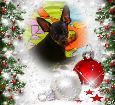 Les chiots de Russkiy Toy (Petit Chien Russe)