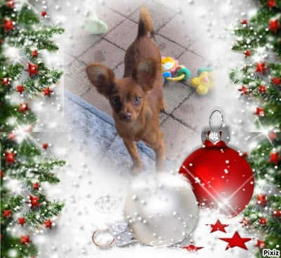 Les chiots de Russkiy Toy (Petit Chien Russe)