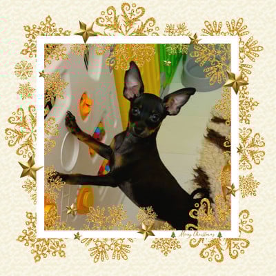 Les chiots de Russkiy Toy (Petit Chien Russe)