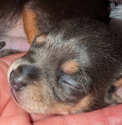 Les chiots de Russkiy Toy (Petit Chien Russe)