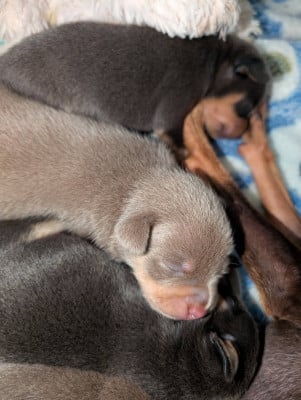 Les chiots de Russkiy Toy (Petit Chien Russe)