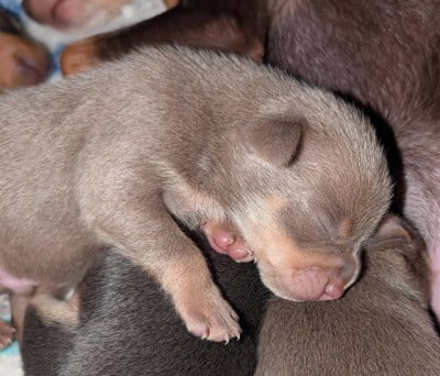 Les chiots de Russkiy Toy (Petit Chien Russe)