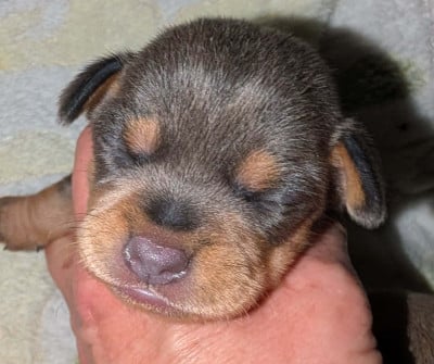 Les chiots de Russkiy Toy (Petit Chien Russe)