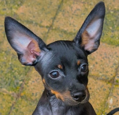 Les chiots de Russkiy Toy (Petit Chien Russe)