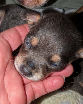 Les chiots de Russkiy Toy (Petit Chien Russe)