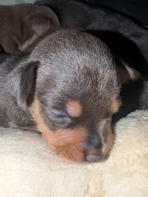 Les chiots de Russkiy Toy (Petit Chien Russe)