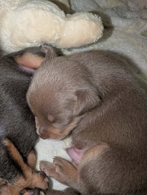 Les chiots de Russkiy Toy (Petit Chien Russe)