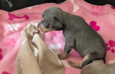 Les chiots de Russkiy Toy (Petit Chien Russe)