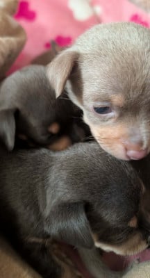 Les chiots de Russkiy Toy (Petit Chien Russe)