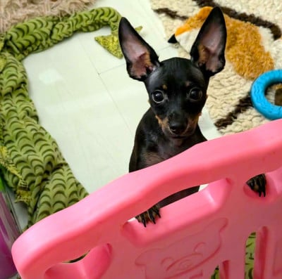 Russkiy Toy (Petit Chien Russe)