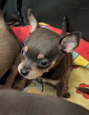 Les chiots de Russkiy Toy (Petit Chien Russe)