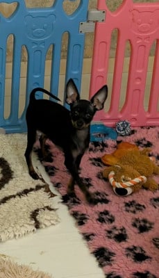 Les chiots de Russkiy Toy (Petit Chien Russe)