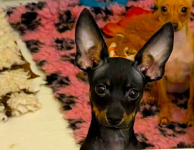 Les chiots de Russkiy Toy (Petit Chien Russe)