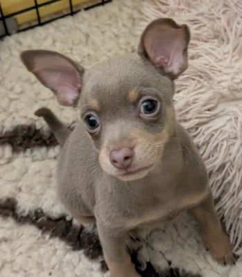 Les chiots de Russkiy Toy (Petit Chien Russe)