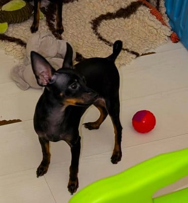 Les chiots de Russkiy Toy (Petit Chien Russe)