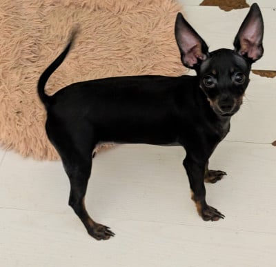 Les chiots de Russkiy Toy (Petit Chien Russe)