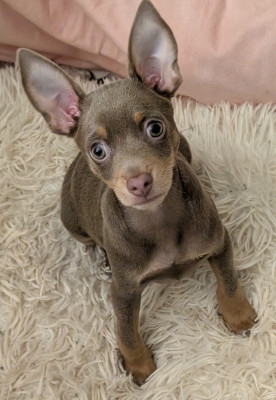 Les chiots de Russkiy Toy (Petit Chien Russe)