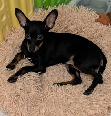 Les chiots de Russkiy Toy (Petit Chien Russe)