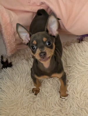 Les chiots de Russkiy Toy (Petit Chien Russe)