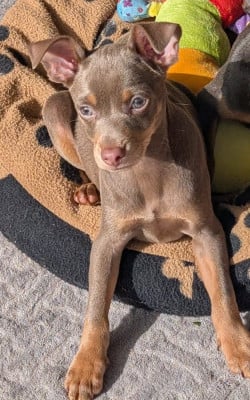 Les chiots de Russkiy Toy (Petit Chien Russe)