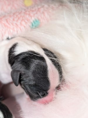 Les chiots de Epagneul nain Continental (Papillon)