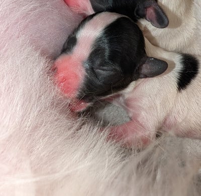 Les chiots de Epagneul nain Continental (Papillon)