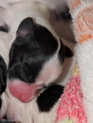 Les chiots de Epagneul nain Continental (Papillon)