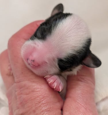 Les chiots de Epagneul nain Continental (Papillon)