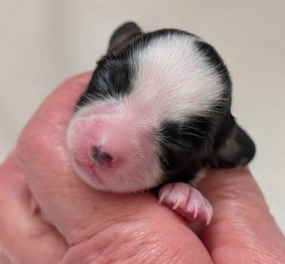 Les chiots de Epagneul nain Continental (Papillon)