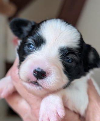 Les chiots de Epagneul nain Continental (Papillon)