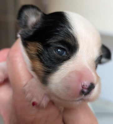 Les chiots de Epagneul nain Continental (Papillon)