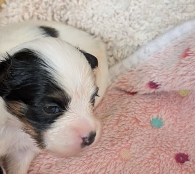 Les chiots de Epagneul nain Continental (Papillon)