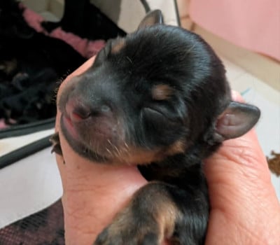 Les chiots de Russkiy Toy (Petit Chien Russe)