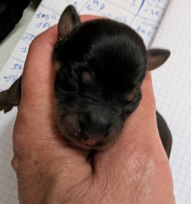Les chiots de Russkiy Toy (Petit Chien Russe)