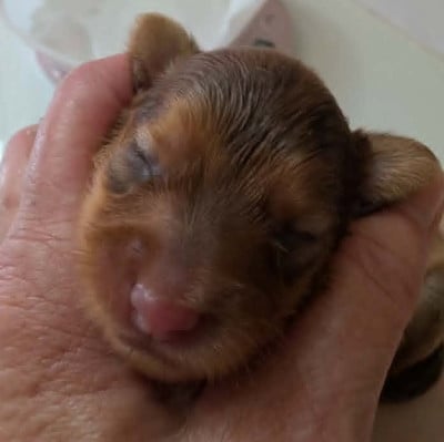 Les chiots de Russkiy Toy (Petit Chien Russe)
