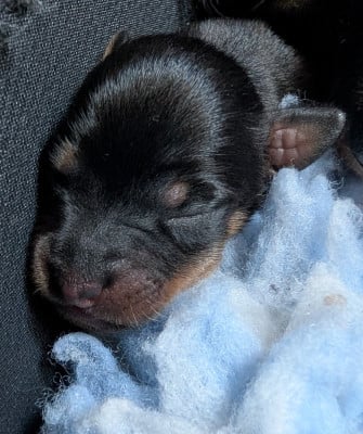 Les chiots de Russkiy Toy (Petit Chien Russe)