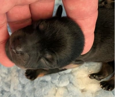 Les chiots de Russkiy Toy (Petit Chien Russe)