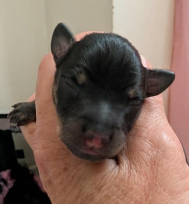 Les chiots de Russkiy Toy (Petit Chien Russe)