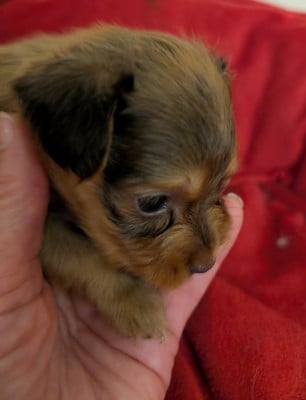 Les chiots de Russkiy Toy (Petit Chien Russe)