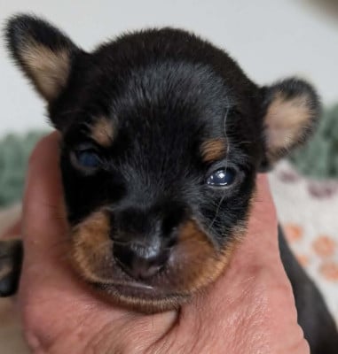 Les chiots de Russkiy Toy (Petit Chien Russe)