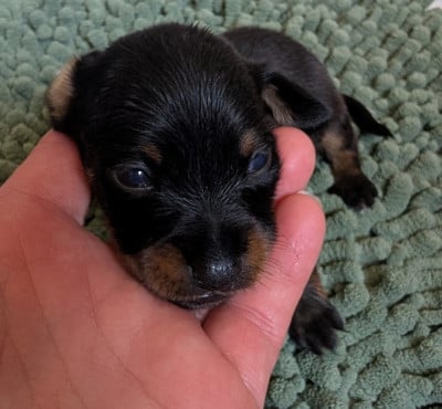 Les chiots de Russkiy Toy (Petit Chien Russe)