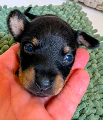 Les chiots de Russkiy Toy (Petit Chien Russe)