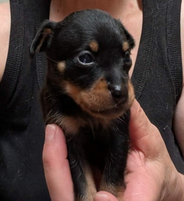 Les chiots de Russkiy Toy (Petit Chien Russe)