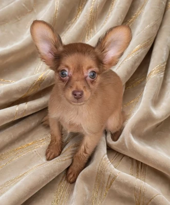 Les chiots de Russkiy Toy (Petit Chien Russe)