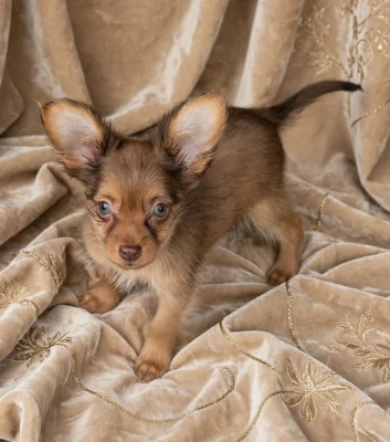 Les chiots de Russkiy Toy (Petit Chien Russe)